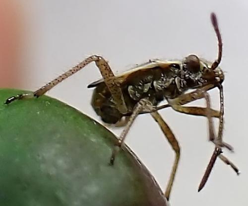 Liorhyssus hyalinus